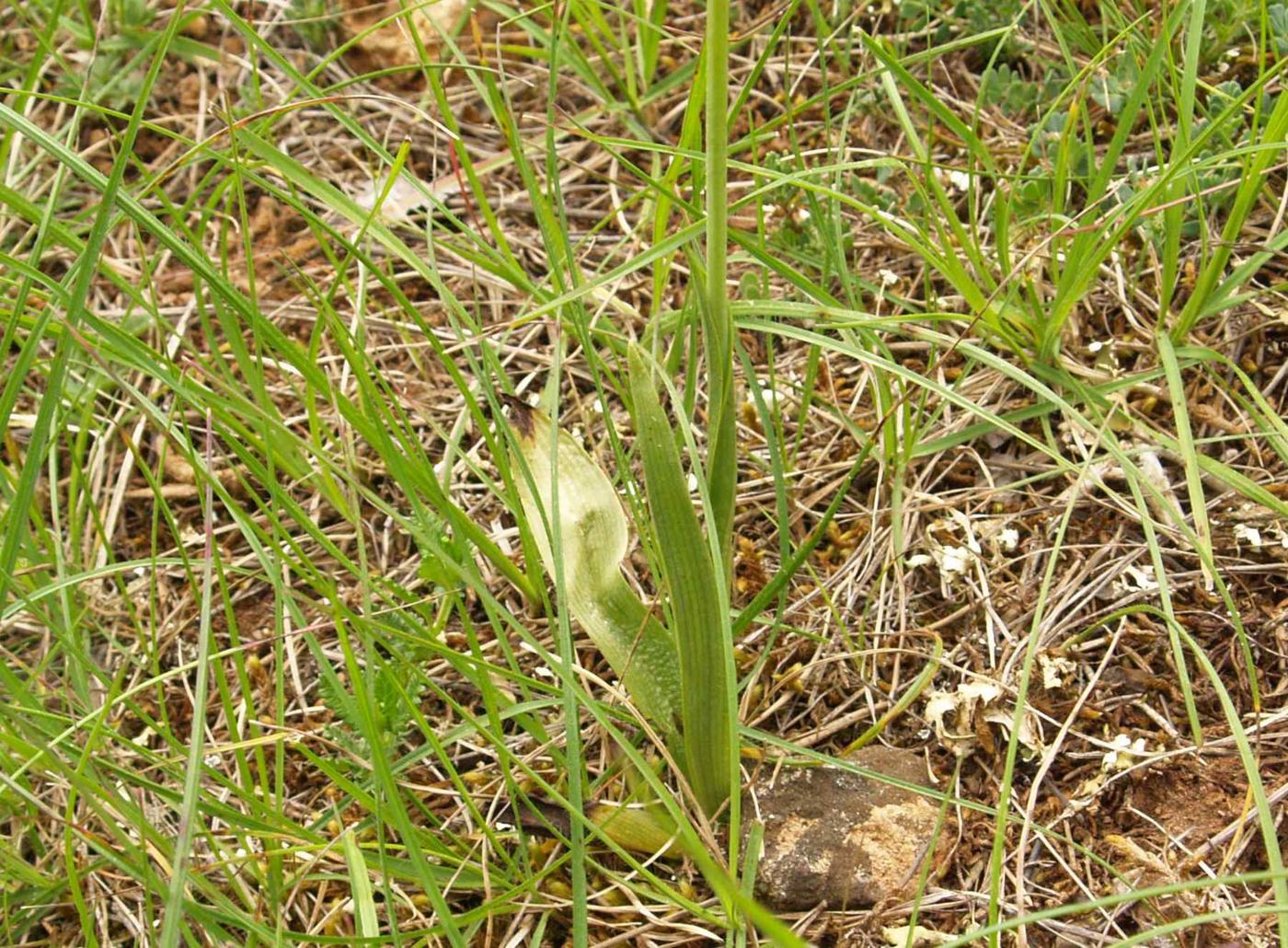 Orchid, Fly leaf